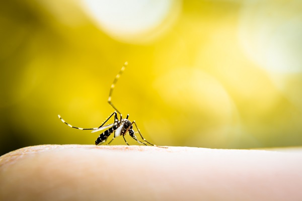 Zanzare e malattie tropicali: quando prestare attenzione? - GVM