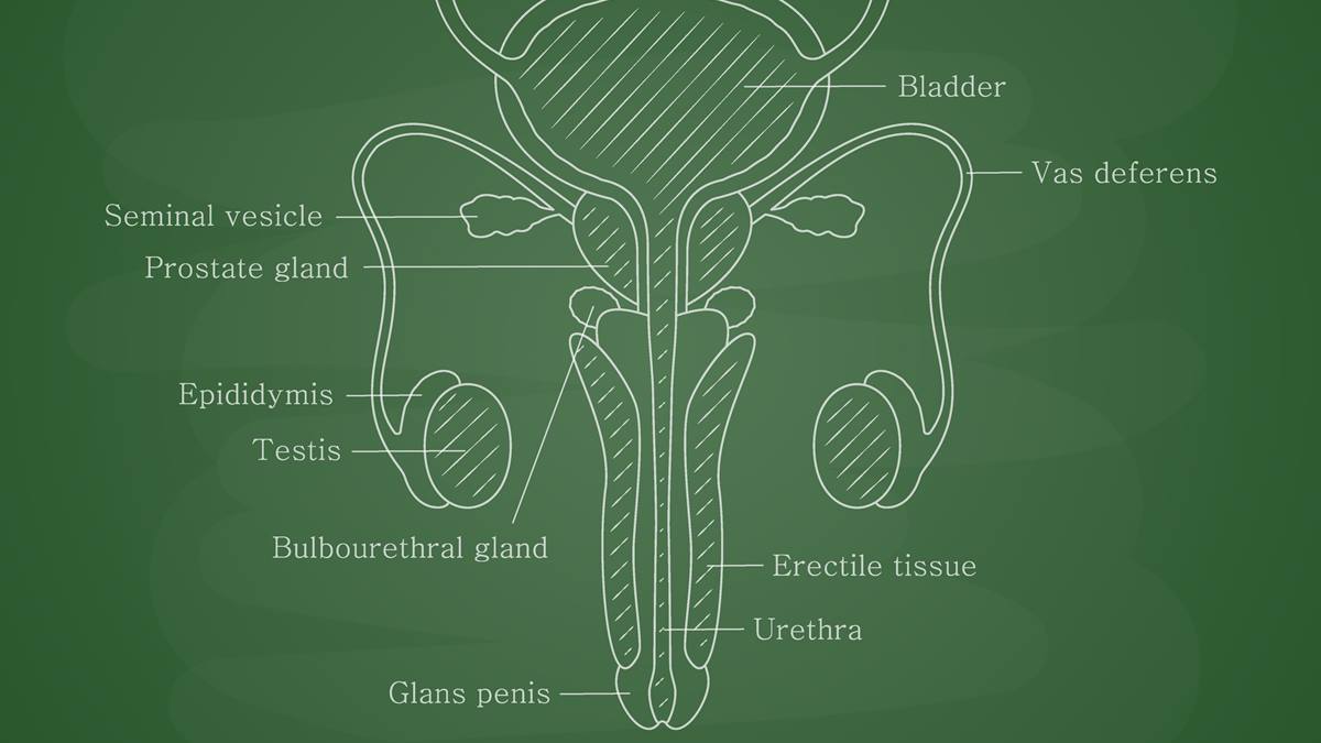 Patologie dell’apparato urogenitale maschile: tecniche innovative per la prevenzione, la diagnosi e la cura
